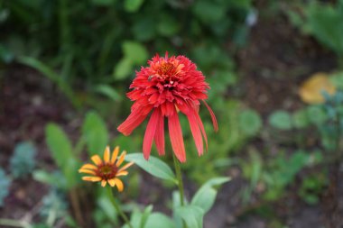 Echinacea 
