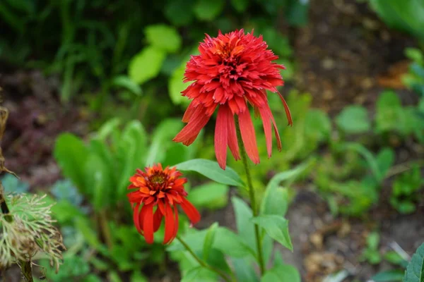 Аромат Эхинацеи Горячая Папайя Echinacea Purpurea Выглядит Экзотично Название Звучит — стоковое фото