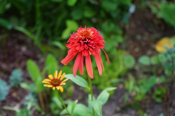 Vuela Fragancia Echinacea Papaya Caliente Flor Las Moscas Zancudas También — Foto de Stock