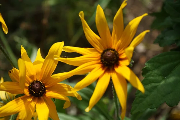 Rudbeckia Hirta Herbstwald August Rudbeckia Hirta Allgemein Als Schwarzäugige Susan — Stockfoto