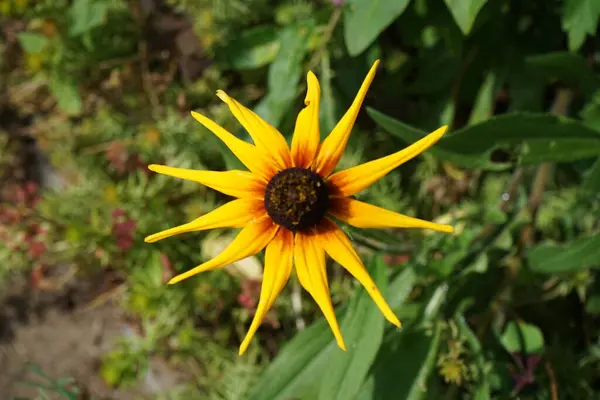 Rudbeckia Hirta Herbstwald Pada Bulan Agustus Rudbeckia Hirta Biasa Disebut — Stok Foto