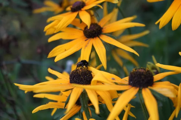 Arbeiterin Bombus Lapidarius Auf Der Blüte Rudbeckia Hirta Bombus Lapidarius — Stockfoto