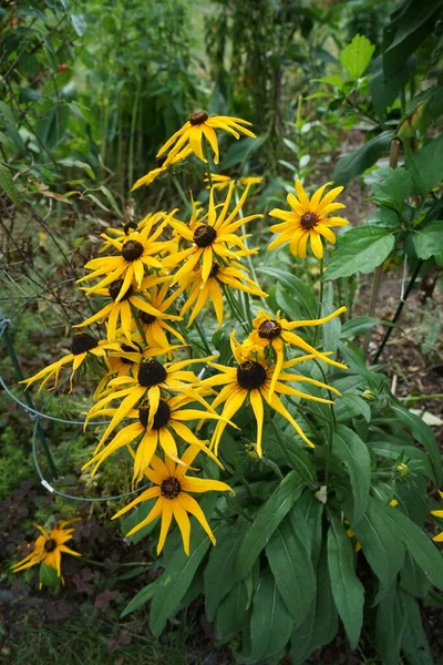 Rudbeckia Hirta Обычно Называемая Темноглазой Сьюзан Является Цветущим Растением Семействе — стоковое фото