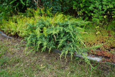 Temmuz 'da Juniperus Yatay 