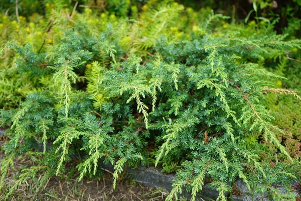 Juniperus Horizontalis Wiltonii Juli Jeneverbes Juniperus Horizontalis Een Jonge Jeneverbes — Stockfoto
