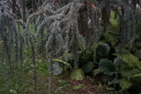 Cedrus Atlantica Glauca Pendula Hängande Blå Cederträ Den Blå Cederträdets — Stockfoto