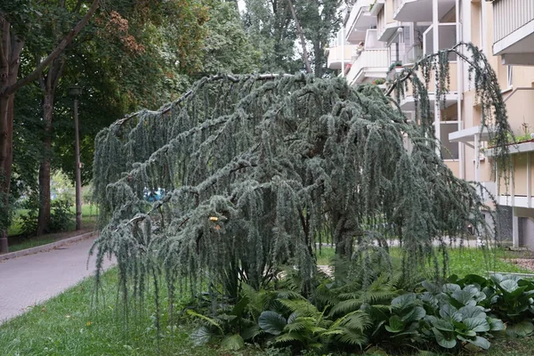Cedrus Atlantica 'Glauca Pendula' da asılı mavi sedir. Mavi sedirin asılı şekli harika şekiller alabilir. Cedrus Atlantica, çam çamı familyasından bir ağaçtır. Berlin, Almanya