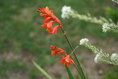 Bahçede kışın sertleşen Crocosmia portakalı çiçek açar. Montbretia olarak da bilinen Crocosmia, İridaceae familyasından bir bitki cinsidir. Berlin, Almanya 