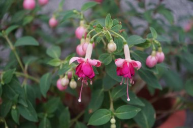 Bahçesinde kışlık dayanıklı fuşyalar olan bir saksı. Fuxia, lat. Fuchsia, Kıbrıs Rum Kesimi 'nin Onagraceae familyasından bir bitki cinsidir. Berlin, Almanya