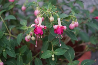 Bahçesinde kışlık dayanıklı fuşyalar olan bir saksı. Fuxia, lat. Fuchsia, Kıbrıs Rum Kesimi 'nin Onagraceae familyasından bir bitki cinsidir. Berlin, Almanya
