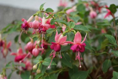 Bahçesinde kışlık dayanıklı fuşyalar olan bir saksı. Fuxia, lat. Fuchsia, Kıbrıs Rum Kesimi 'nin Onagraceae familyasından bir bitki cinsidir. Berlin, Almanya