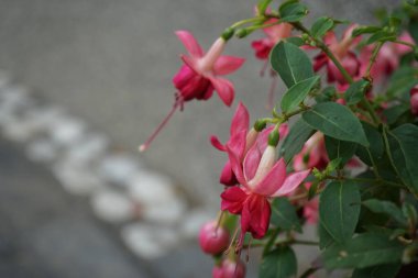 Bahçesinde kışlık dayanıklı fuşyalar olan bir saksı. Fuxia, lat. Fuchsia, Kıbrıs Rum Kesimi 'nin Onagraceae familyasından bir bitki cinsidir. Berlin, Almanya
