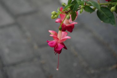 Bahçesinde kışlık dayanıklı fuşyalar olan bir saksı. Fuxia, lat. Fuchsia, Kıbrıs Rum Kesimi 'nin Onagraceae familyasından bir bitki cinsidir. Berlin, Almanya