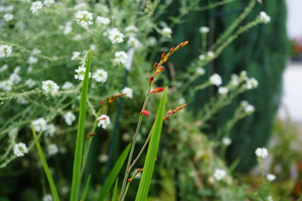 庭には耐寒性のクロソミアオレンジが咲きます クロソミア Crocosmia 別名モンブレシア Montbretia とも呼ばれ アヤメ科の小花植物です ドイツ ベルリン — ストック写真