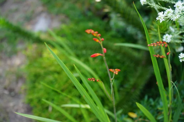 겨울에 코마이아 오렌지 정원에 Crocosmia Montbretia Montbretia Iridaceae 꽃식물의 속이다 — 스톡 사진