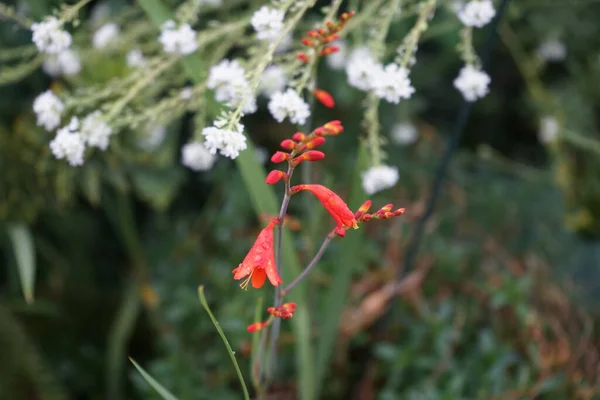 Téli Szívós Crocosmia Narancs Virágzik Kertben Crocosmia Más Néven Montbretia — Stock Fotó