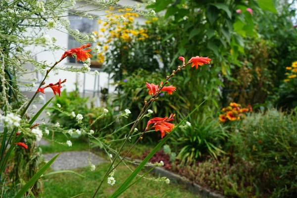 겨울에 코마이아 오렌지 정원에 Crocosmia Montbretia Montbretia Iridaceae 꽃식물의 속이다 — 스톡 사진