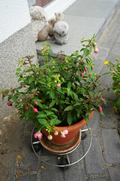 Ein Blumentopf Mit Winterharten Fuchsien Garten Fuxia Lat Fuchsie Ist — Stockfoto