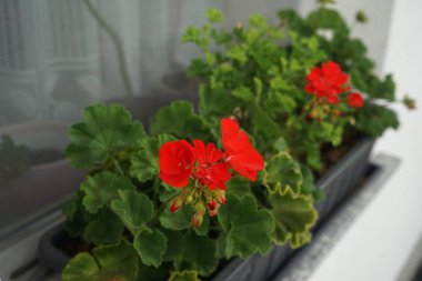 Ayakta duran kırmızı sardunyalar, ağustosta penceredeki bir çiçek kutusunda çiçek açarlar. Pelargonium hororum, sardunya, bahçe sardunyası, Pelargonium 'un bir hiçliği. Berlin, Almanya