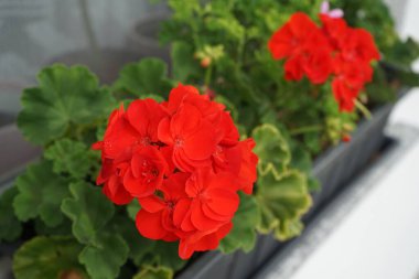 Ayakta duran kırmızı sardunyalar, ağustosta penceredeki bir çiçek kutusunda çiçek açarlar. Pelargonium hororum, sardunya, bahçe sardunyası, Pelargonium 'un bir hiçliği. Berlin, Almanya