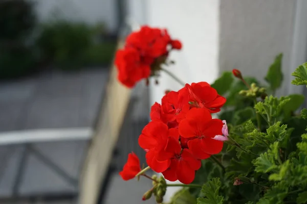 August Blühen Einem Blumenkasten Fenster Stehende Rote Geranien Pelargonium Hortorum — Stockfoto