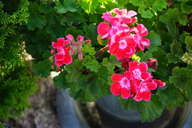 Kırmızı-pembe sardunya ağustosta açar. Pelargonium hororum (İngilizce: Pelargonium hororum, 