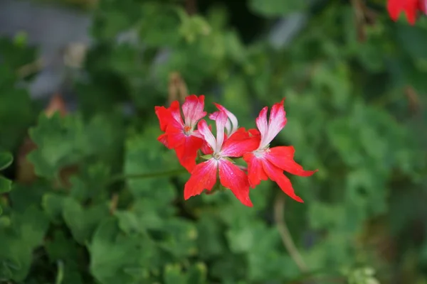 Pelargonium Zonale Πυροτεχνήματα Κόκκινο Λευκό Μια Γλάστρα Πελαργόνιο Pelargonium Zonale — Φωτογραφία Αρχείου