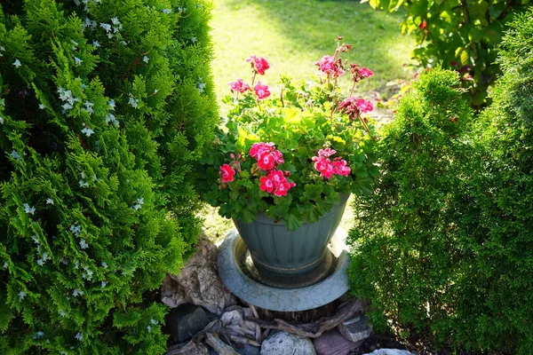 월에는 분홍색의 제라늄 Pelargonium Hortorum Zonal Geranium Garden Geranium 장식용 — 스톡 사진