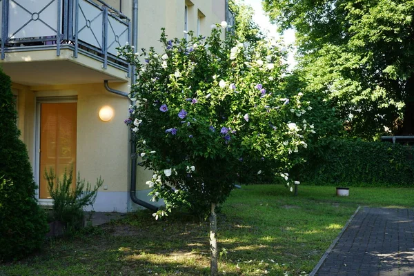 Hibiscus Rootstock Purple White Flowers August Hibiscus Syriacus Species Flowering Stock Photo