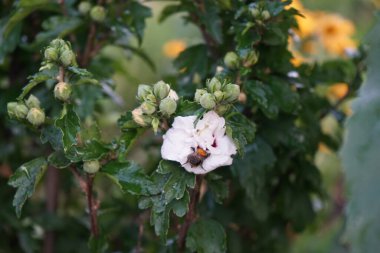 Bumblebee 'nin çiçekli hali. Hibiscus syriacus 
