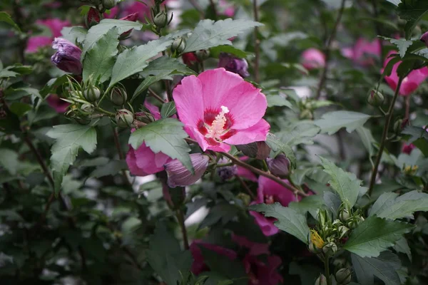 Hibiscus Syriacus Вид Цветущего Растения Семейства Мальвовых Несет Большие Розово — стоковое фото