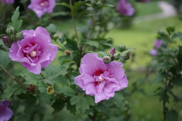 Hibiscus Syriacus Вид Цветущего Растения Семейства Мальвовых Несет Большие Розово — стоковое фото