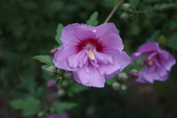 Hibiscus Syriacus Вид Цветущего Растения Семейства Мальвовых Несет Большие Розово — стоковое фото