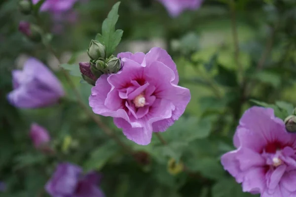 Hibiscus Syriacus Species Flowering Plant Mallow Family Malvaceae Bearing Large — Stock Photo, Image