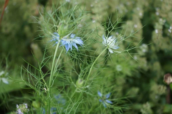 ナイジェラ ダマセナ Niella Damascena バターカップ科ランヌクラゲ属に属する 毎年恒例の庭の開花植物である ドイツ ベルリン — ストック写真