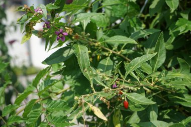Bahçede olgun böğürtlenli lisiyum barbarı yetişiyor. Lycium barbarı, Goji üzümünün toplandığı Solanaceae familyasının iki türünden biridir. Berlin, Almanya