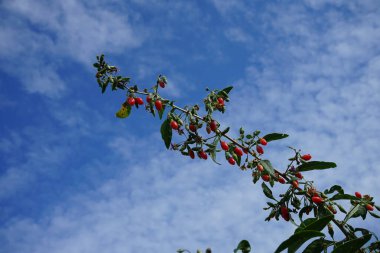 Bahçede olgun böğürtlenli lisiyum barbarı yetişiyor. Lycium barbarı, Goji üzümünün toplandığı Solanaceae familyasının iki türünden biridir. Berlin, Almanya