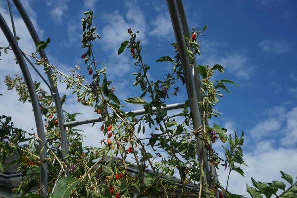 Lycium Barbarum Ripe Berries Grows Garden Lycium Barbarum Shrub One — Stock Photo, Image