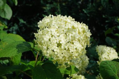 Hydrangea arborescens, Hydrangeae familyasından bir bitki türü olup, genellikle ortanca, yabani ortanca, yedi ağaç kabuğu veya bazı durumlarda koyun çiçeği olarak bilinir. Berlin, Almanya 