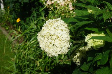 Hydrangea arborescens, Hydrangeae familyasından bir bitki türü olup, genellikle ortanca, yabani ortanca, yedi ağaç kabuğu veya bazı durumlarda koyun çiçeği olarak bilinir. Berlin, Almanya 