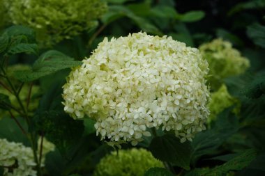 Hydrangea arborescens, Hydrangeae familyasından bir bitki türü olup, genellikle ortanca, yabani ortanca, yedi ağaç kabuğu veya bazı durumlarda koyun çiçeği olarak bilinir. Berlin, Almanya 