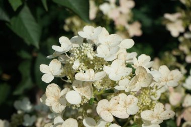 Yeşil bir Lucilia sineği Hydrangea panikleyerek Pinky Winky çiçeklerine oturur. Hydrangea paniculata 