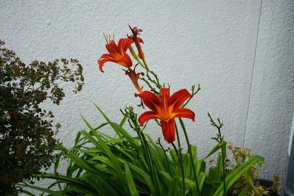 八月份 黄花盛开 菊花百合花是一种菊花 是桔红色的百合花 黄褐色的百合花 是一种百合花 德国柏林 — 图库照片