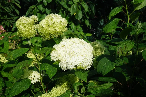 Hydrangea Arborescens Běžně Známý Jako Hladké Hortenzie Divoké Hortenzie Sedmikůry — Stock fotografie