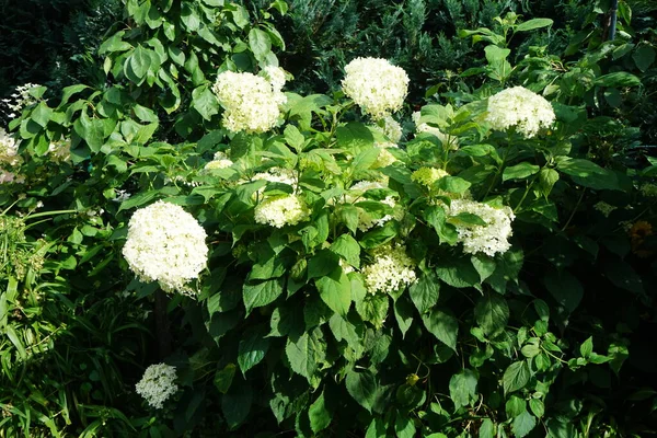 Hydrangea Arborescens Gemeinhin Als Glatte Hortensie Wilde Hortensie Siebenrinde Oder — Stockfoto