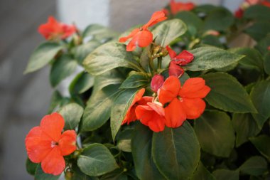 Impatiens walleriana, syn. Impatiens sultanii (İngilizce: Impatiens sultanii, İngilizce: Impatiens sultanii), Impatiens cinsinin bir türüdür. Berlin, Almanya 