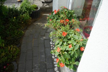 Impatiens walleriana, syn. Impatiens sultanii (İngilizce: Impatiens sultanii, İngilizce: Impatiens sultanii), Impatiens cinsinin bir türüdür. Berlin, Almanya 