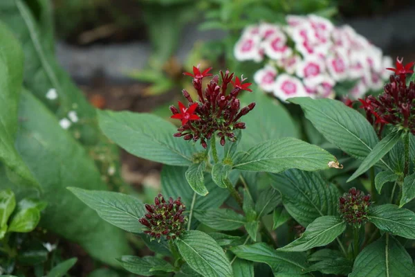 Red Penta, Pentas lanceolata, Egyptian Star Flower, Egyptian starcluster, is a species of flowering plant in the madder family, Rubiaceae. Berlin, Germany