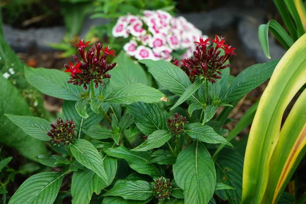 Red Penta, Pentas lanceolata, Egyptian Star Flower, Egyptian starcluster, is a species of flowering plant in the madder family, Rubiaceae. Berlin, Germany