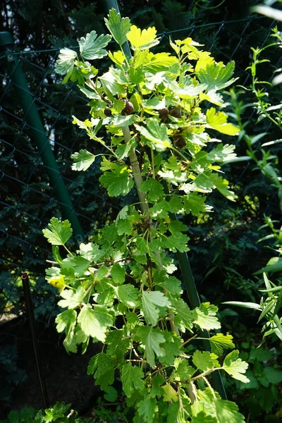 Coluna Groselhas Hinnonmaki Vermelho Com Frutas Vermelhas Jardim Gooseberry Nome — Fotografia de Stock